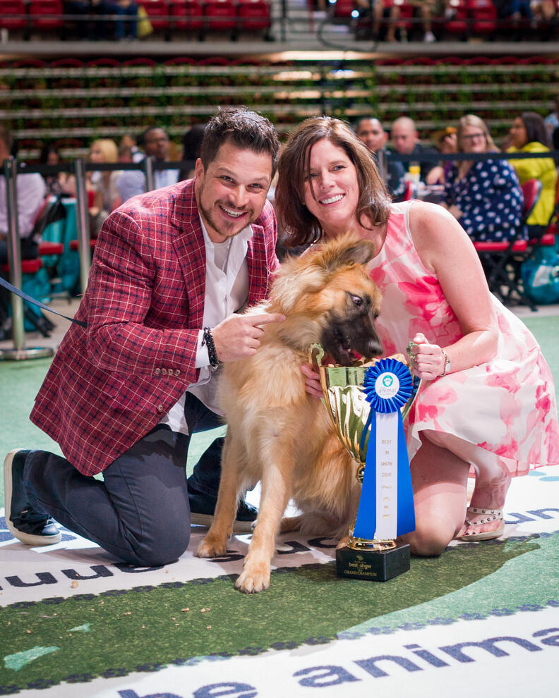 Shepherd dog who won first place in Best In Show event eating a dog biscuit our of the trophy cup
